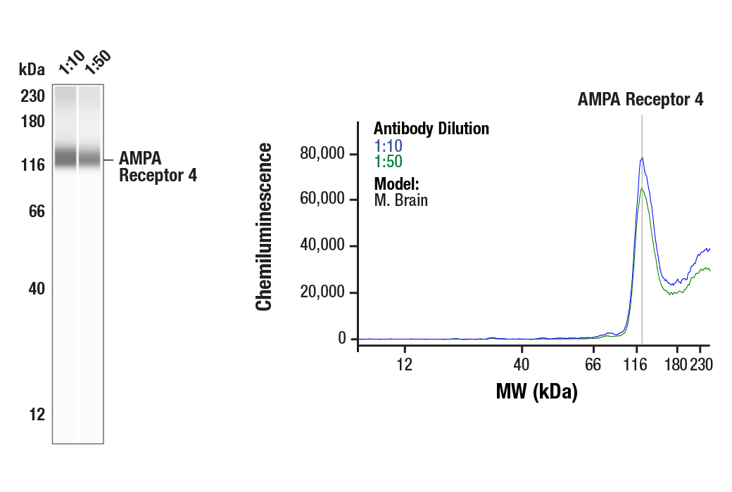 Western Blotting Image 1: AMPA Receptor 4 (GluA 4) (D41A11) Rabbit Monoclonal Antibody