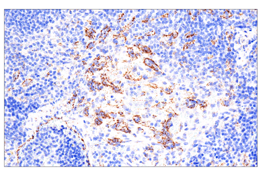Immunohistochemistry Image 1: Maoa (E3L3B) Rabbit Monoclonal Antibody