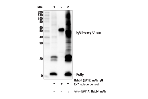 Immunoprecipitation Image 1: FcR gamma (E6Y1A) Rabbit Monoclonal Antibody