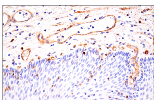 Immunohistochemistry Image 9: Integrin alpha1/CD49a (E9K2J) Rabbit Monoclonal Antibody (BSA and Azide Free)