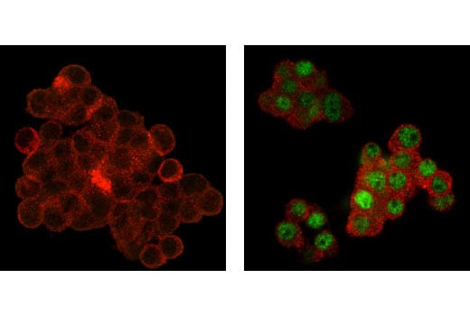 Immunofluorescence Image 1: EGR1 (15F7) Rabbit Monoclonal Antibody (BSA and Azide Free)