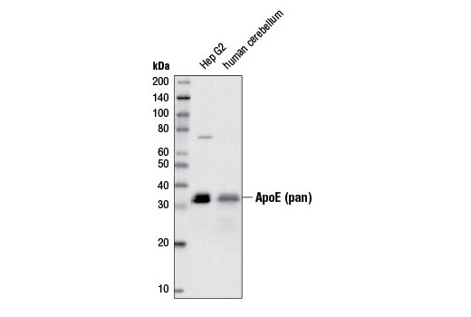 Western Blotting Image 2: ApoE (pan) (D7I9N) Rabbit mAb (BSA and Azide Free)