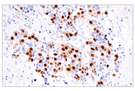 Immunohistochemistry Image 1: Geminin (EM6) Mouse Monoclonal Antibody