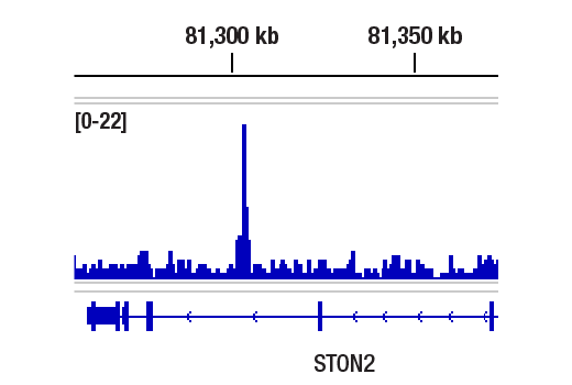 Chromatin Immunoprecipitation Image 2: PPAR gamma (81B8) Rabbit Monoclonal Antibody