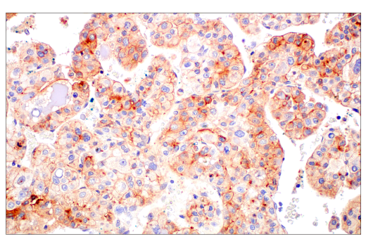 Immunohistochemistry Image 1: BST2 (E4N3W) Rabbit Monoclonal Antibody