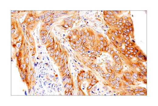 Immunohistochemistry Image 6: UBAP2L (E5X4E) Rabbit Monoclonal Antibody