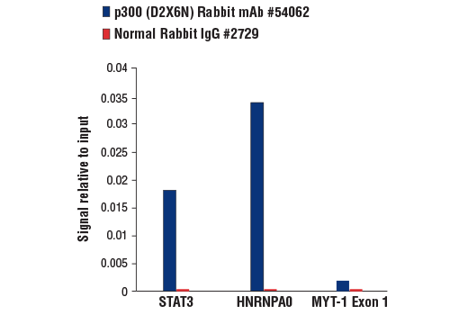 Chromatin Immunoprecipitation Image 3: p300 (D2X6N) Rabbit Monoclonal Antibody