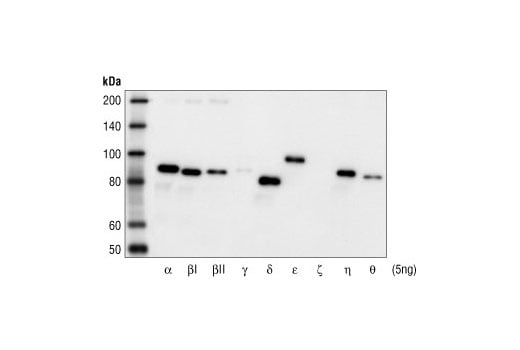 Western Blotting Image 3: Phospho-PKC (pan) (beta II Ser660) Antibody