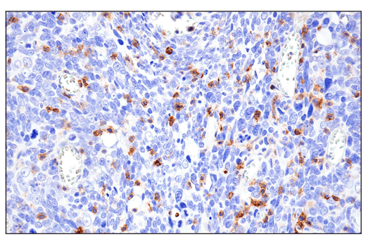 Immunohistochemistry Image 7: CD11 alpha (E5S9K) Rabbit Monoclonal Antibody