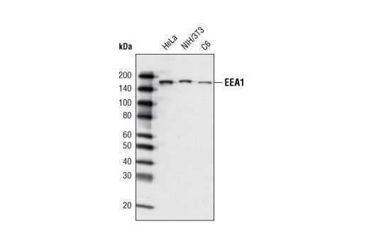 Western Blotting Image 1: EEA1 (C45B10) Rabbit mAb (BSA and Azide Free)