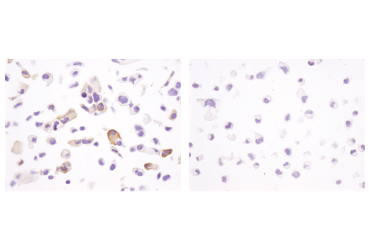 Immunohistochemistry Image 3: Phospho-Tau (Ser404) (D2Z4G) Rabbit Monoclonal Antibody (BSA and Azide Free)