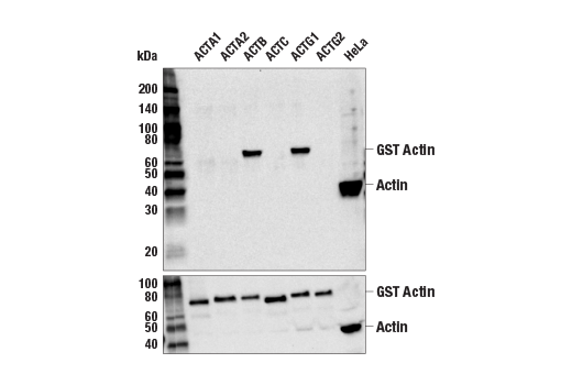 Western Blotting Image 2: beta-Actin (8H10D10) Mouse Monoclonal Antibody