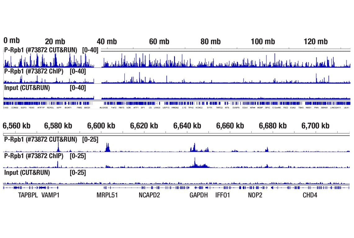 CUT&RUN Protein-DNA Interaction Assay Kit | Cell Signaling Technology