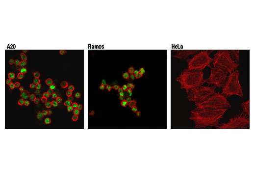 Immunofluorescence Image 1: Ikaros (D6N9Y) Rabbit Monoclonal Antibody (BSA and Azide Free)