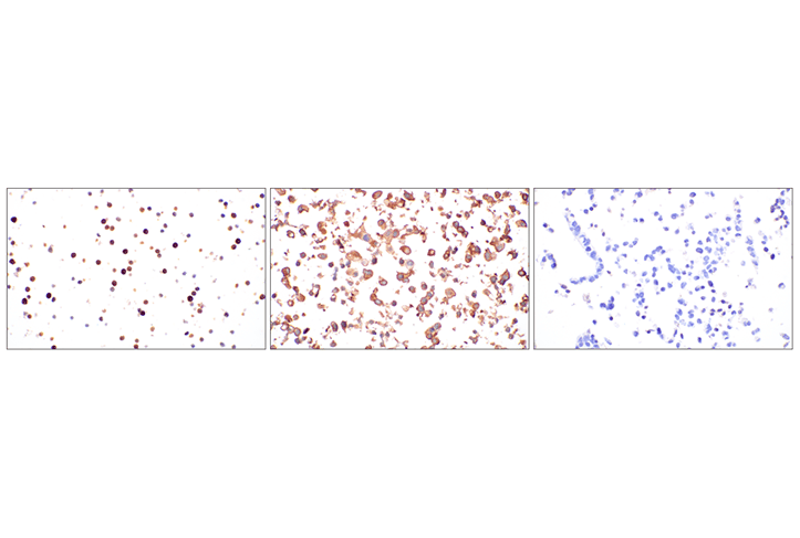 Immunohistochemistry Image 1: CD57 (HNK-1) Mouse Monoclonal Antibody