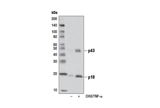 Western Blotting Image 2: Cleaved Caspase-8 (Asp387) (D5B2) XP<sup>®</sup> Rabbit mAb (BSA and Azide Free)