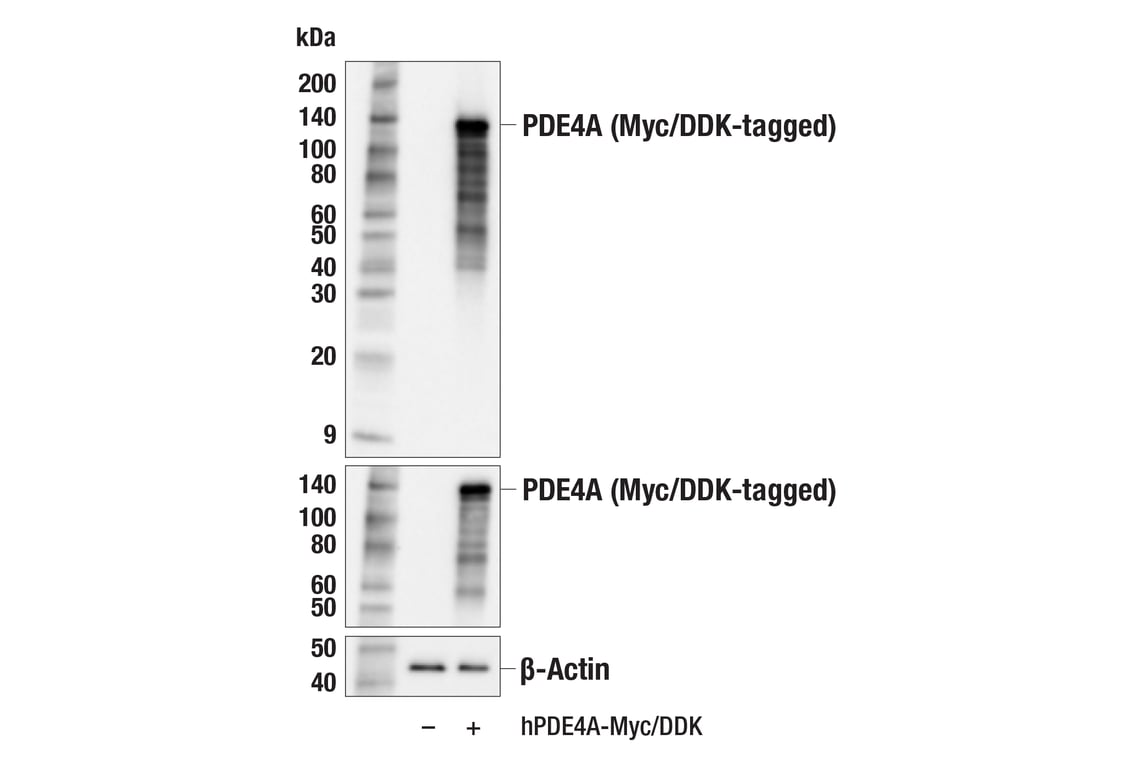 Western Blotting Image 2: PDE4A (E5P9A) Rabbit Monoclonal Antibody