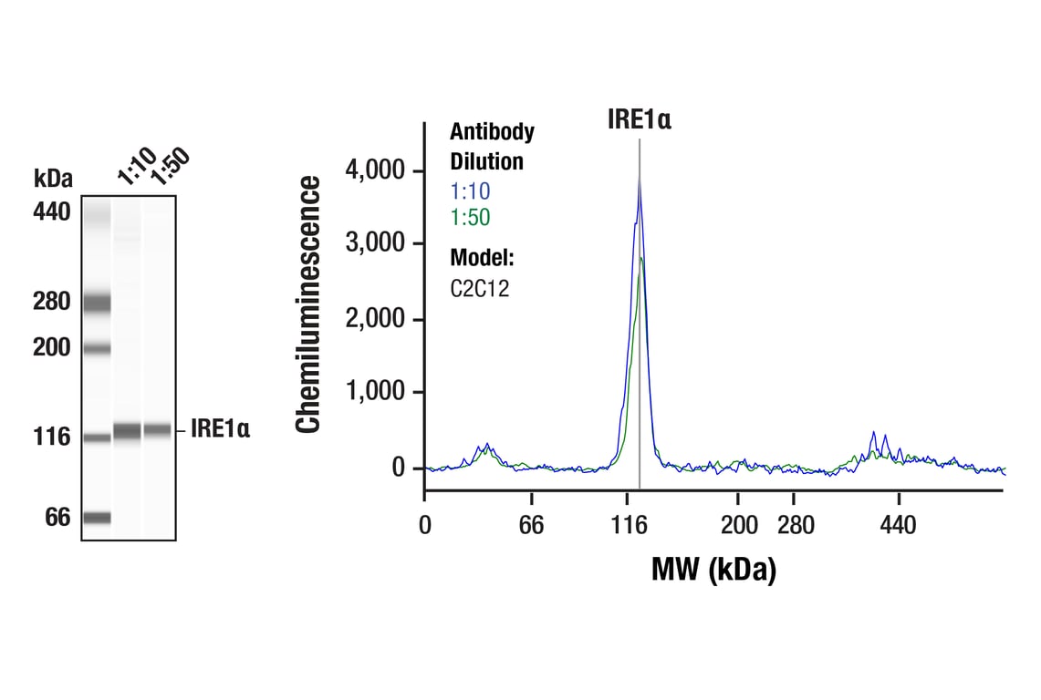Western Blotting Image 1: IRE1 alpha (14C10) Rabbit Monoclonal Antibody