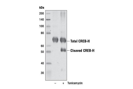 Western Blotting Image 2: CREB-H (D10D8) Rabbit mAb