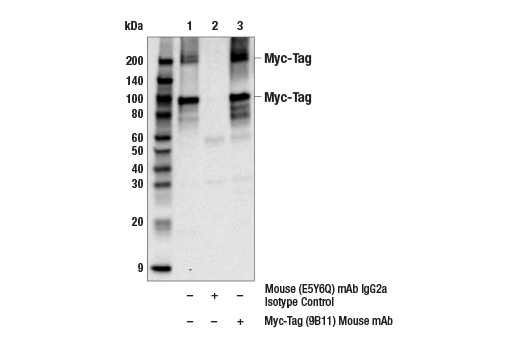 Immunoprecipitation Image 1: Myc-Tag (9B11) Mouse Monoclonal Antibody
