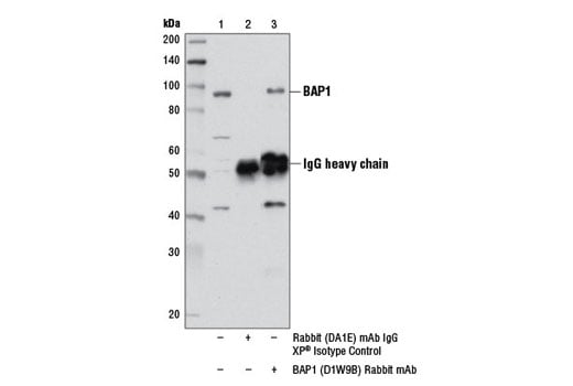 Immunoprecipitation Image 1: BAP1 (D1W9B) Rabbit Monoclonal Antibody