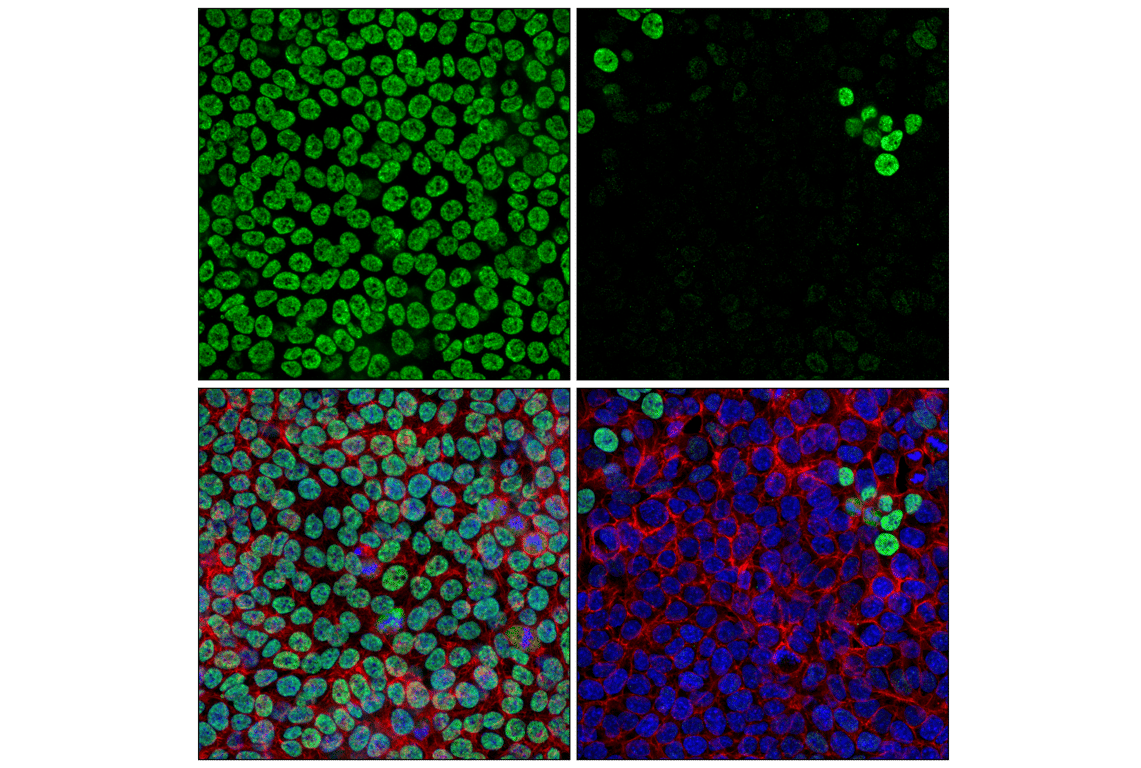 Immunofluorescence Image 1: SFPQ (F7S2Q) Rabbit Monoclonal Antibody
