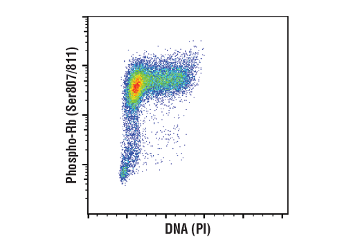 undefined Image 26: Rb Antibody Sampler Kit