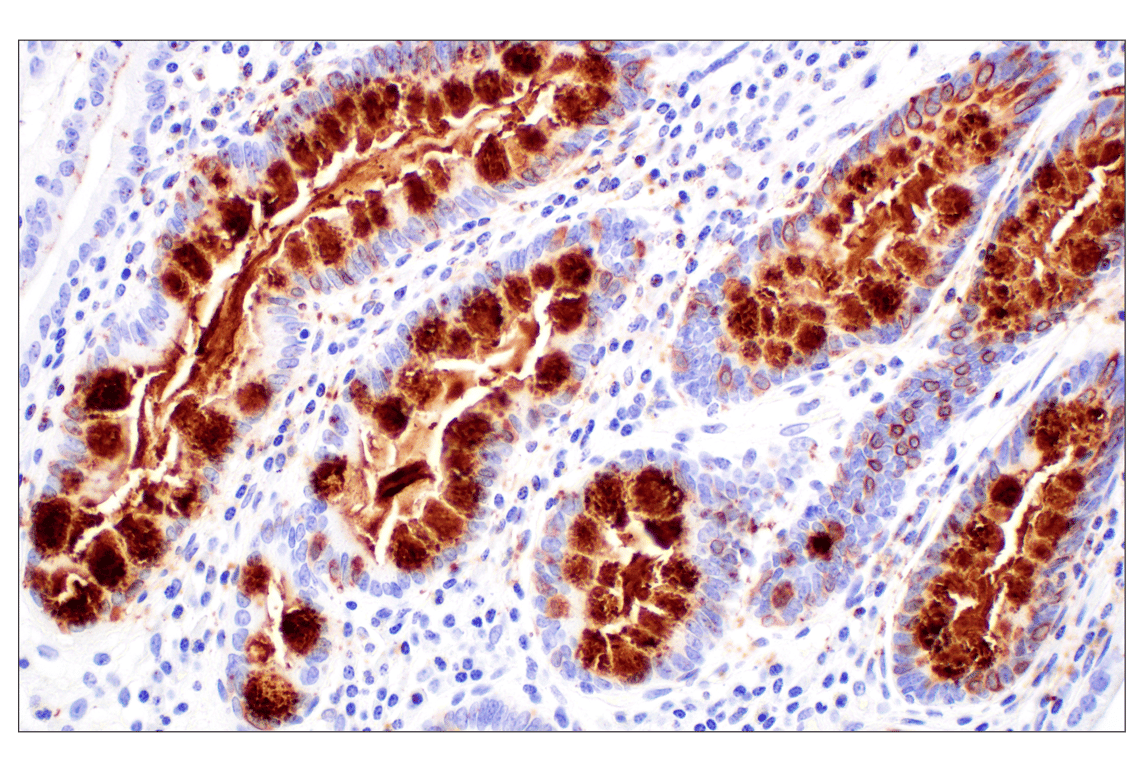 Immunohistochemistry Image 1: CLCA1 (E4Y1J) Rabbit Monoclonal Antibody