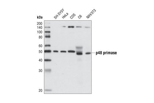 Western Blotting Image 1: p48 Primase (8G10) Rat mAb