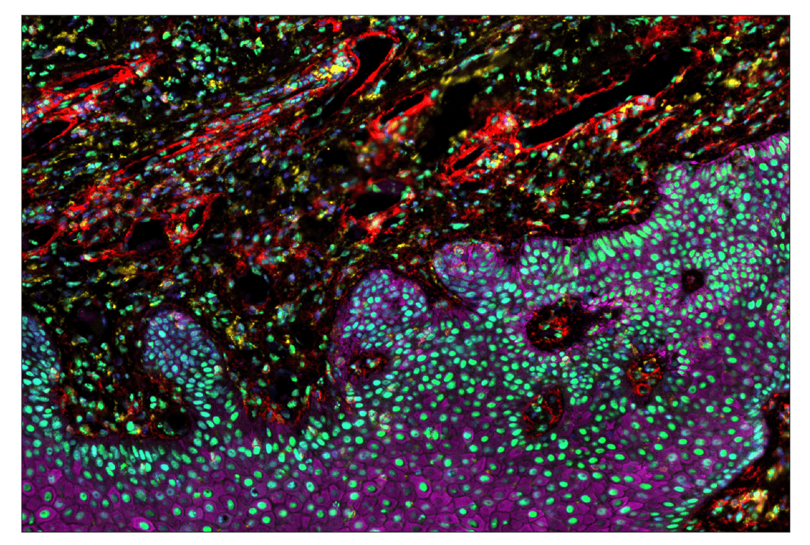 Immunohistochemistry Image 7: TMEM119 (E3E4T) & CO-0130-488 SignalStar<sup>™</sup> Oligo-Antibody Pair