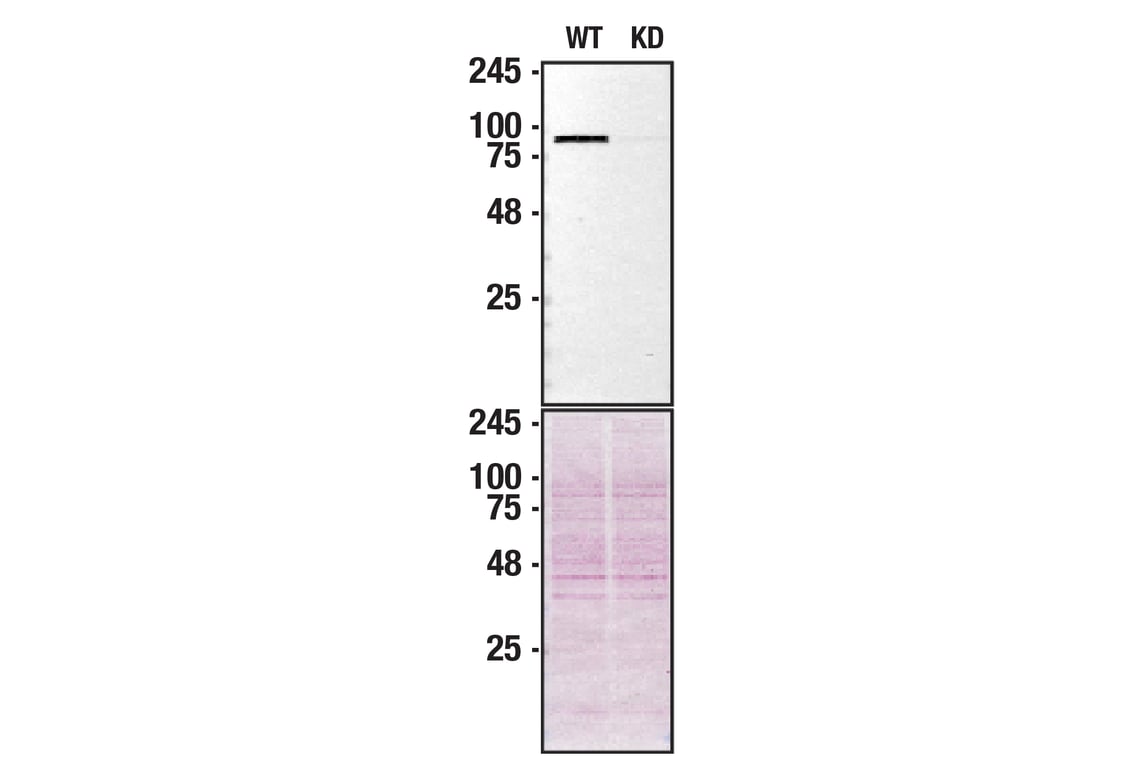 Western Blotting Image 2: VCP Antibody