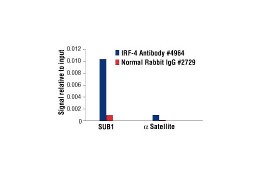Chromatin Immunoprecipitation Image 1: IRF-4 Antibody