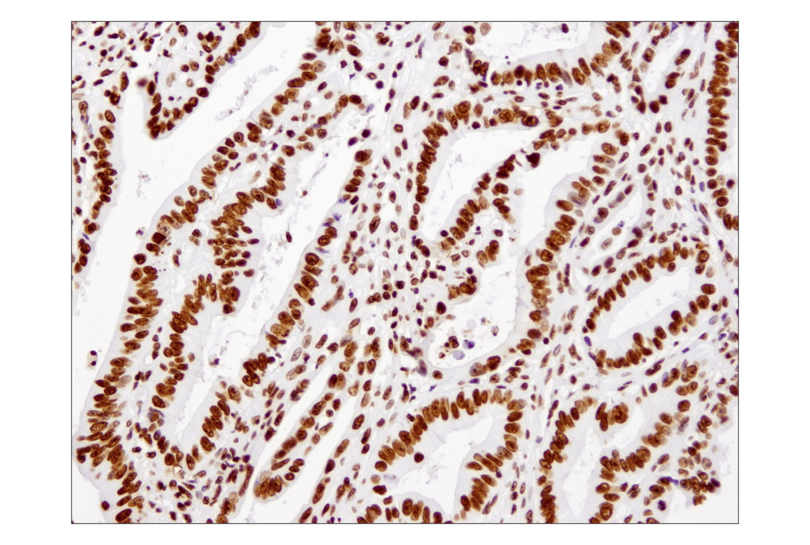 Immunohistochemistry Image 2: Histone H3 (1B1B2) Mouse Monoclonal Antibody