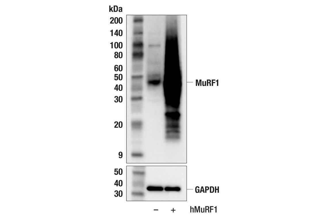 Western Blotting Image 2: MuRF1 (F9X8V) Rabbit Monoclonal Antibody