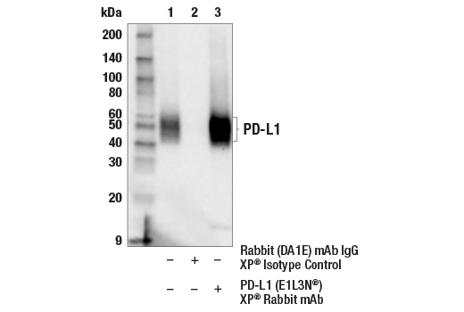 Immunoprecipitation Image 1: PD-L1 (E1L3N) Rabbit Monoclonal Antibody