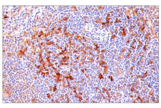 Immunohistochemistry Image 2: CD86 (E2G8P) Rabbit Monoclonal Antibody (BSA and Azide Free)