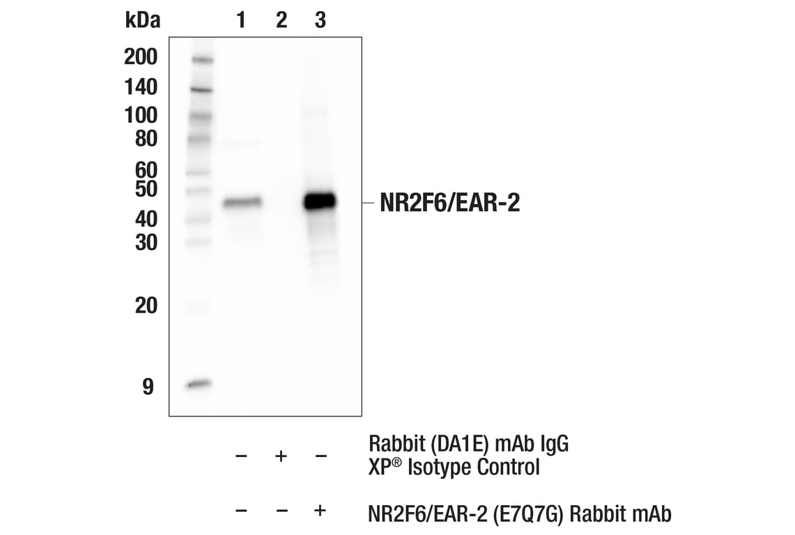 Immunoprecipitation Image 1: NR2F6/EAR-2 (E7Q7G) Rabbit Monoclonal Antibody