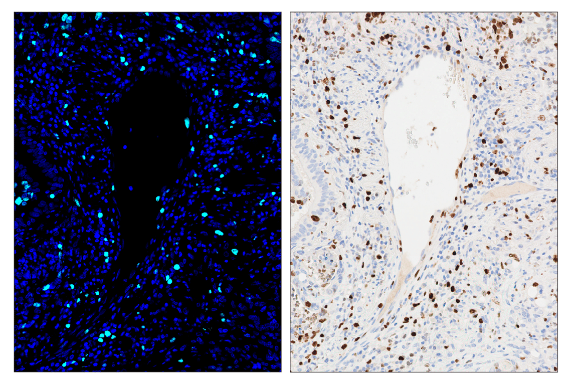 Immunohistochemistry Image 3: SignalStar<sup>™</sup> Miniplex IHC Buffer Kit