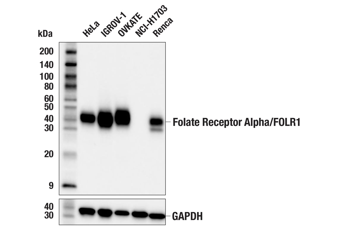 Western Blotting Image 2: Folate Receptor Alpha/FOLR1 (E8U2F) Mouse Monoclonal Antibody
