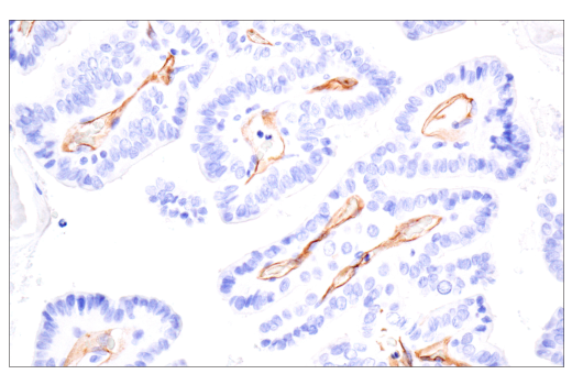 Immunohistochemistry Image 9: PODXL (E8O1S) Rabbit Monoclonal Antibody