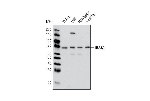 Western Blotting Image 3: IRAK1 (D51G7) Rabbit Monoclonal Antibody