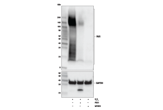 Poly/Mono-ADP Ribose (E6F6A) Rabbit mAb | Cell Signaling