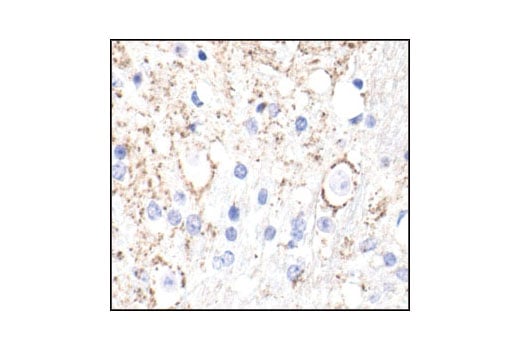 Immunohistochemistry Image 1: alpha/beta-Synuclein (Syn205) Mouse Monoclonal Antibody (BSA and Azide Free)