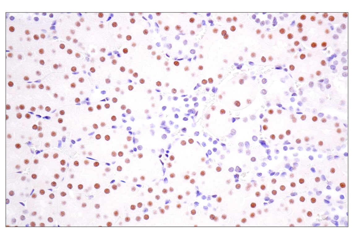 Immunohistochemistry Image 14: TLE3 (E4F3Y) Rabbit Monoclonal Antibody
