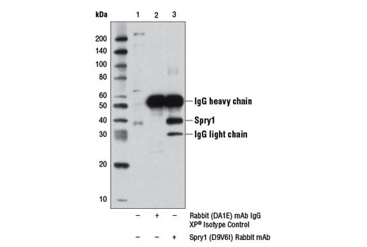 Immunoprecipitation Image 1: Spry1 (D9V6I) Rabbit Monoclonal Antibody