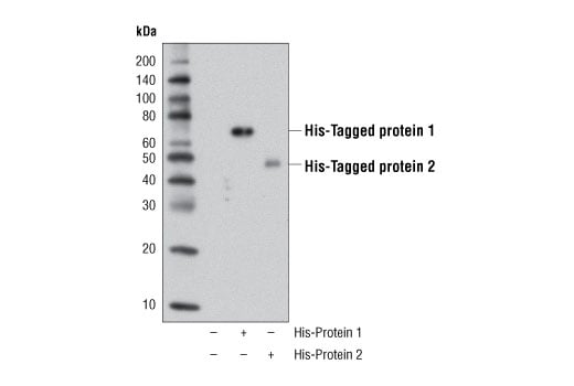 Western Blotting Image 1: His-Tag (D3I1O) Rabbit Monoclonal Antibody (Biotinylated)