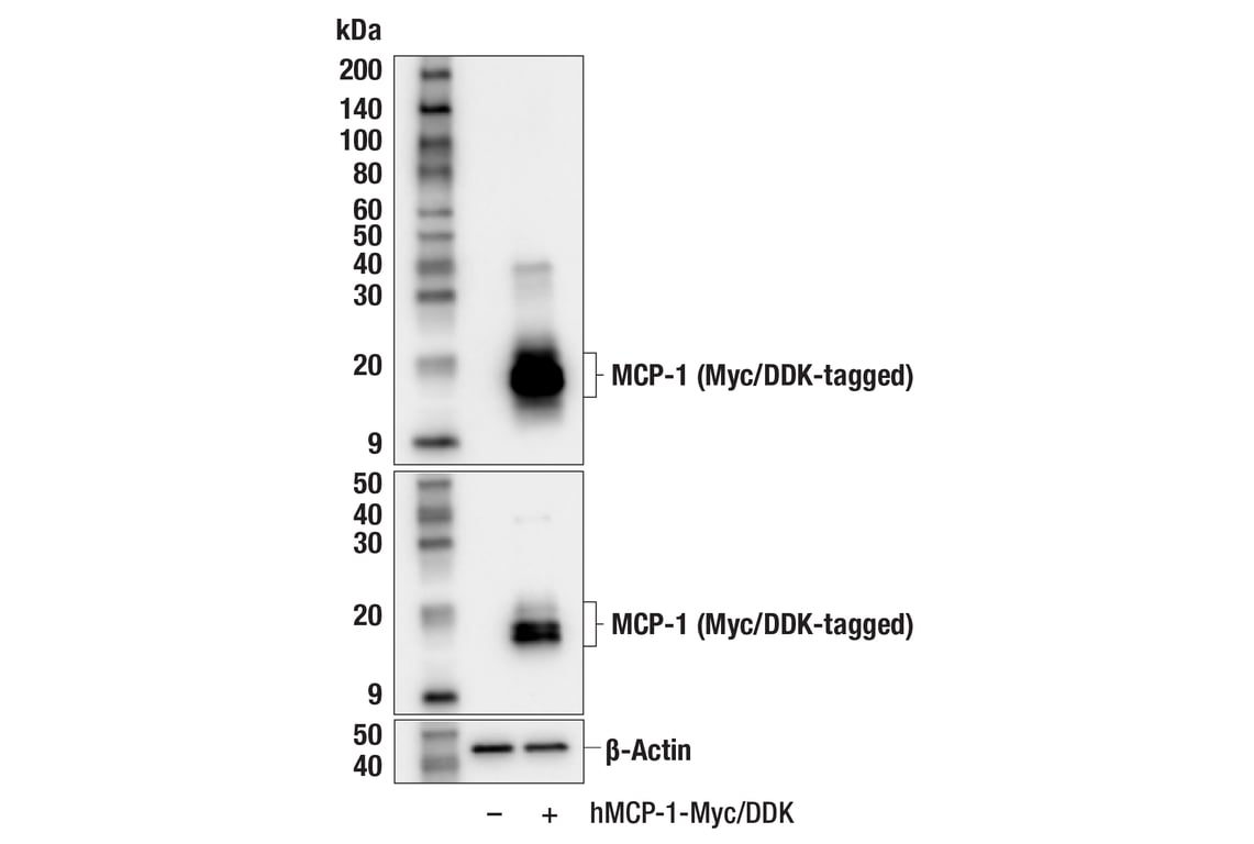 Western Blotting Image 2: MCP-1 (F9I9N) Rabbit Monoclonal Antibody