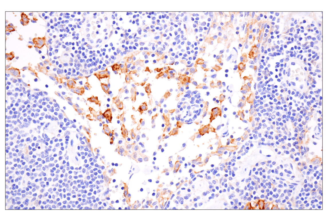 Immunohistochemistry Image 5: SLC40A1/Ferroportin-1 (F9U5S) Rabbit Monoclonal Antibody