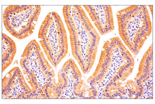 Immunohistochemistry Image 5: Insulin Receptor β (E9L5V) XP<sup>®</sup> Rabbit mAb (BSA and Azide Free)