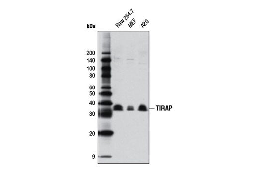 Western Blotting Image 2: TIRAP (D6M9Z) Rabbit Monoclonal Antibody